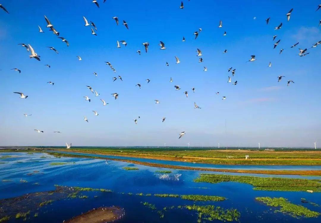 崇明东滩湿地景点介绍(图2)