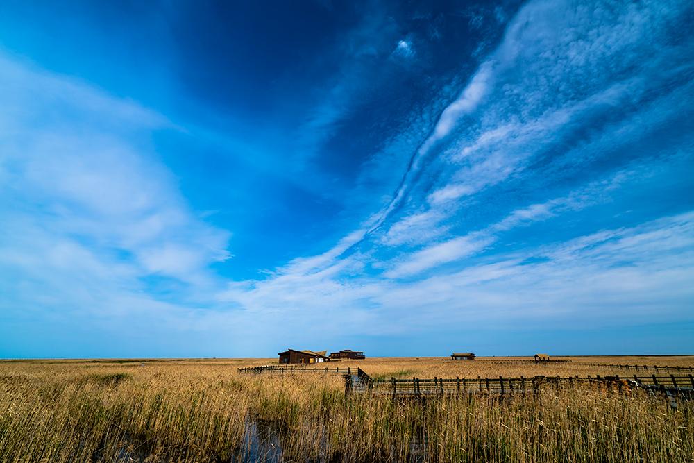 崇明东滩湿地景点介绍(图4)